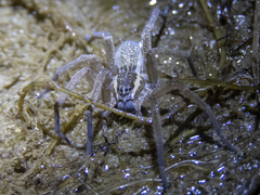 Dolomedes aquaticus
