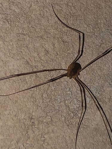 Saddleback Harvestman photo 3