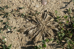 Sclerochloa dura