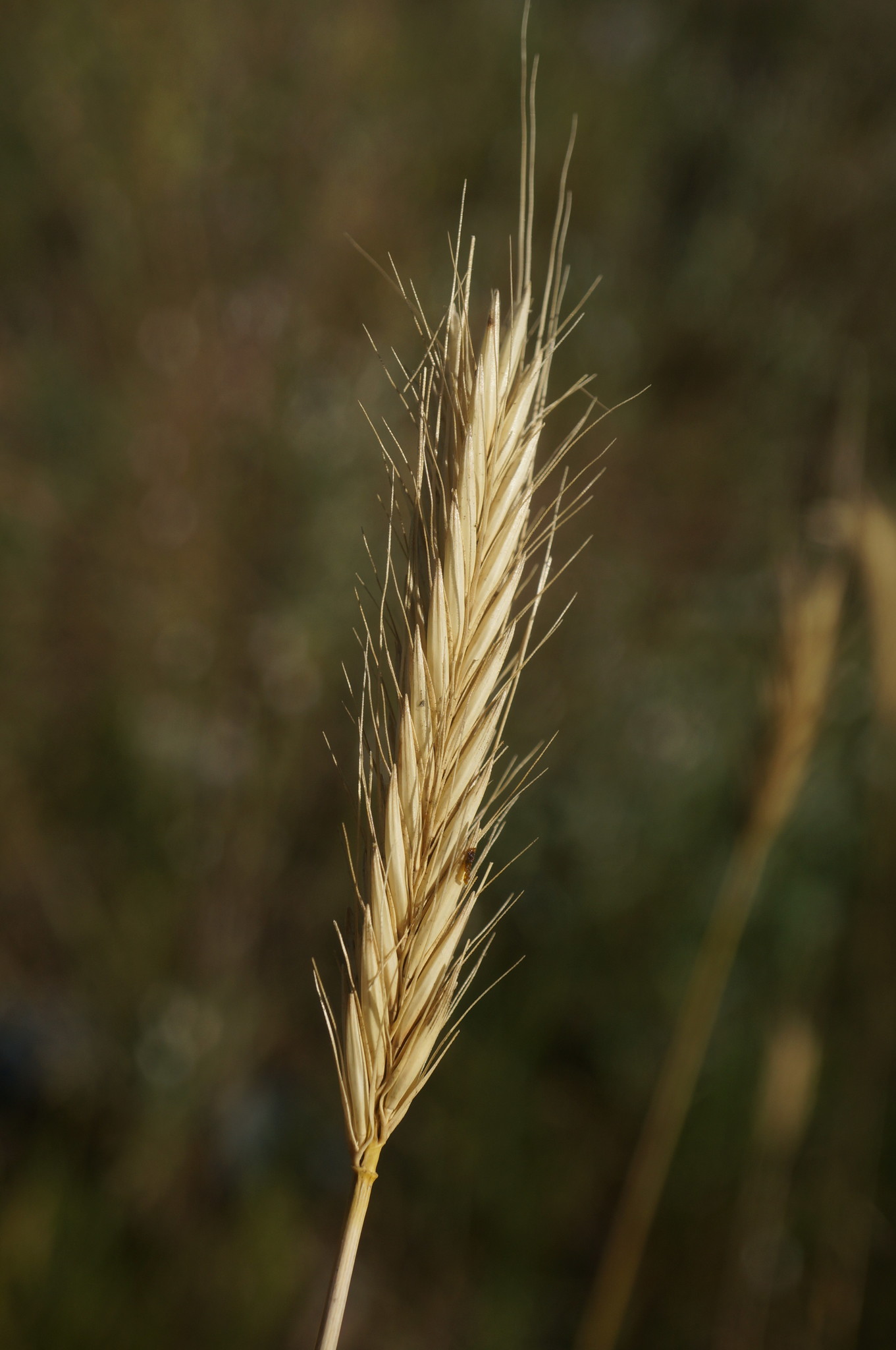 Hordeum bulbosum