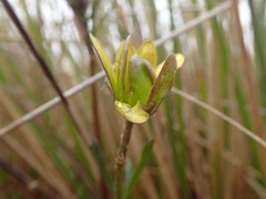 Ranunculus verticillatus