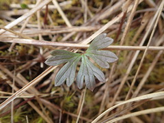Ranunculus verticillatus
