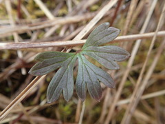 Ranunculus verticillatus