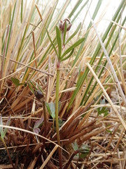 Ranunculus verticillatus