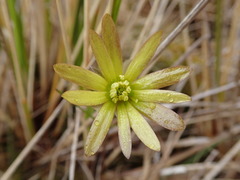 Ranunculus verticillatus