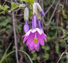 Passiflora cumbalensis