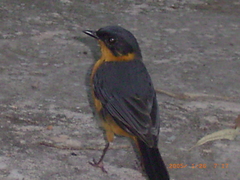 Cossypha dichroa dichroa