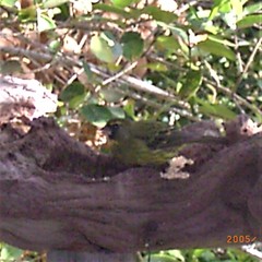 Crithagra scotops umbrosa