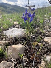 Delphinium bicolor