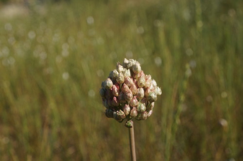 Purple-flowered Garlic