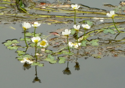 Pond Water-crowfoot