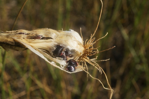 Purple-flowered Garlic
