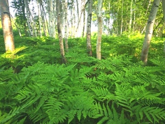 Pteridium latiusculum japonicum