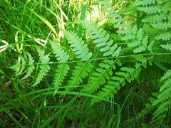 Pteridium latiusculum japonicum