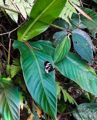 Heliconius cydno cydnides