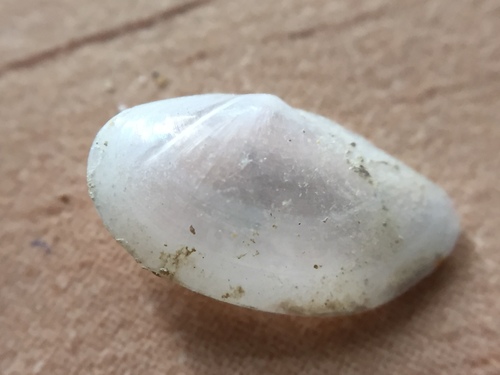 Window Shell