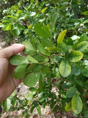 Pithecellobium keyense