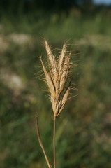 Bromus scoparius