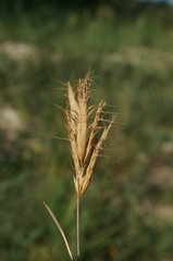 Bromus scoparius