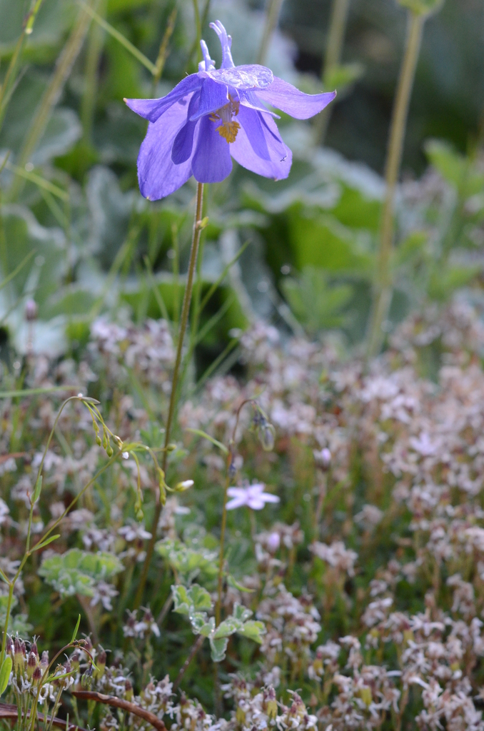 Aguileña de los Pirineos
