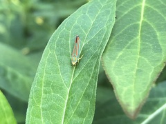 Graphocephala fennahi