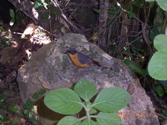 Cossypha dichroa dichroa