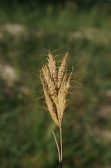Bromus scoparius