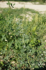 Chenopodium opulifolium