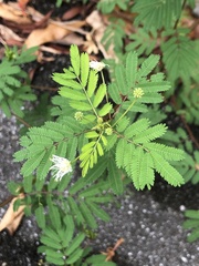 Mimosoideae