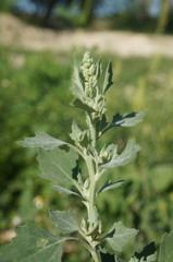 Chenopodium opulifolium
