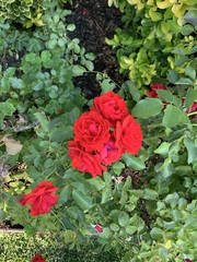 Rosa