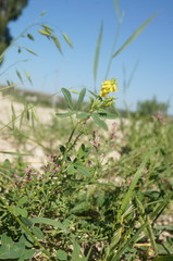 Melilotus neapolitanus