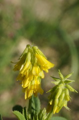 Melilotus neapolitanus