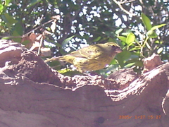 Crithagra scotops umbrosa