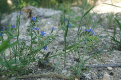 Anchusa stylosa