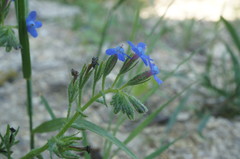 Anchusa stylosa