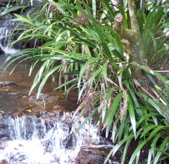 Helmholtzia glaberrima