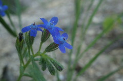 Anchusa stylosa