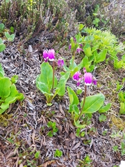 Primula frigida