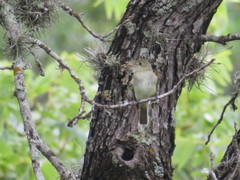 Empidonax virescens