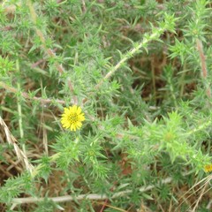 Centromadia parryi australis