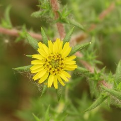 Centromadia parryi australis