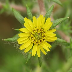 Centromadia parryi australis