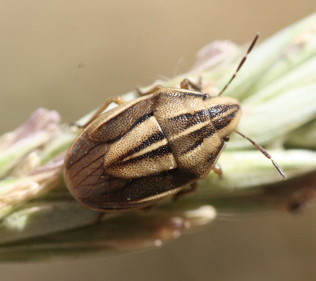 Aelia americana