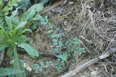 Andrachne telephioides