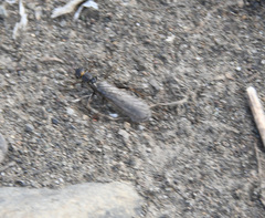 Plecoptera