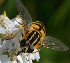 Helophilus neoaffinis