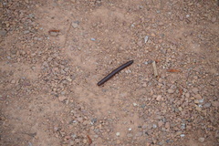 Narceus americanus