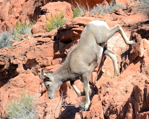 Desert Bighorn Sheep photographed in Nevada