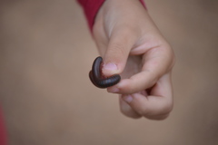 Narceus americanus